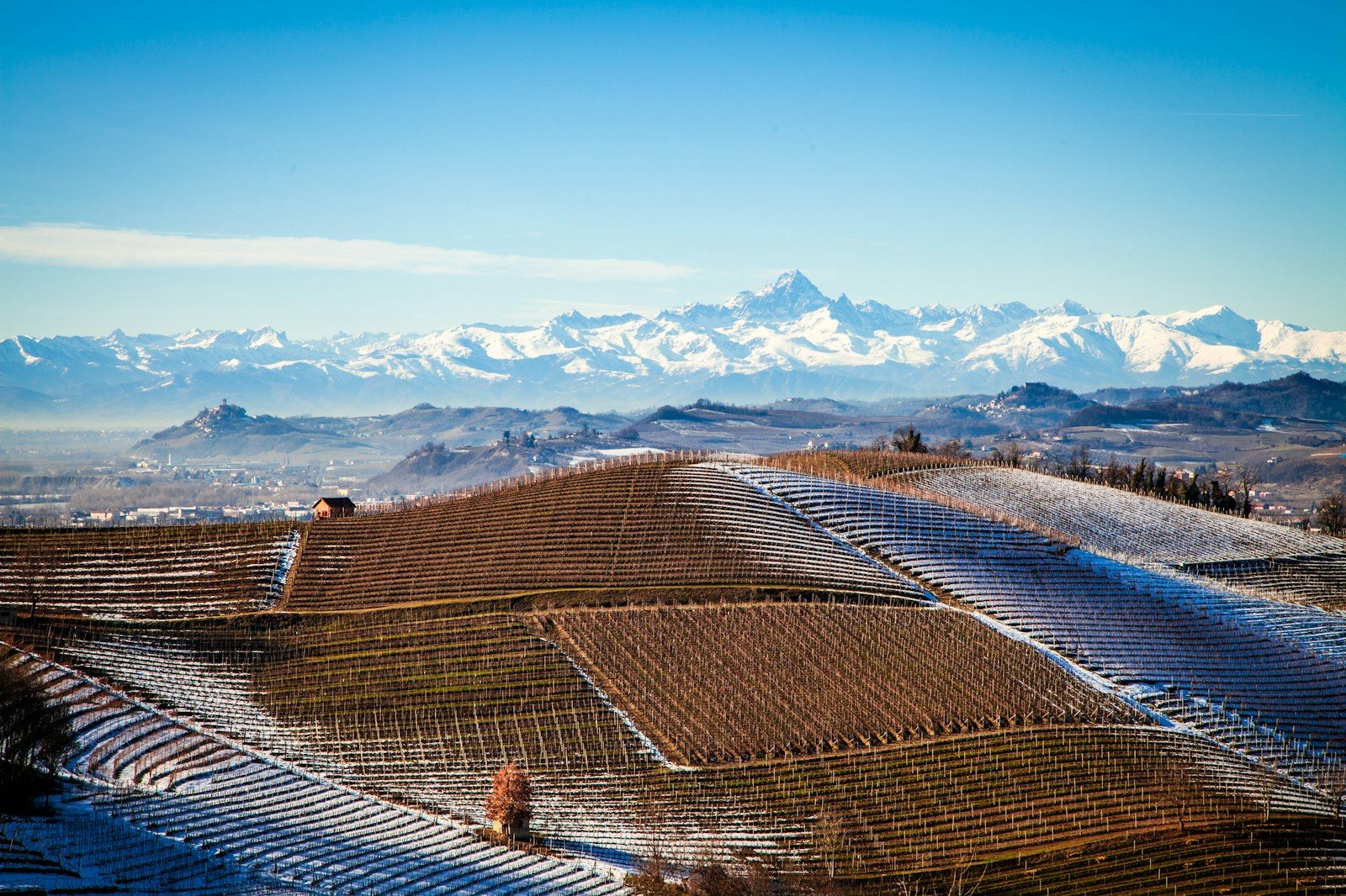 Vigneti di Nebbiolo vicino a Barbaresco, in provincia di Cuneo, con il Monviso sullo sfondo